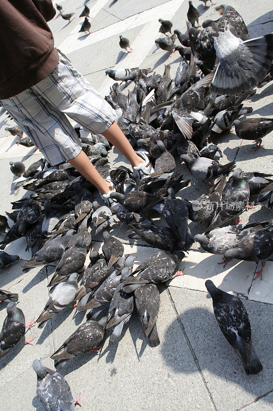 威尼斯马克广场上的一群鸽子