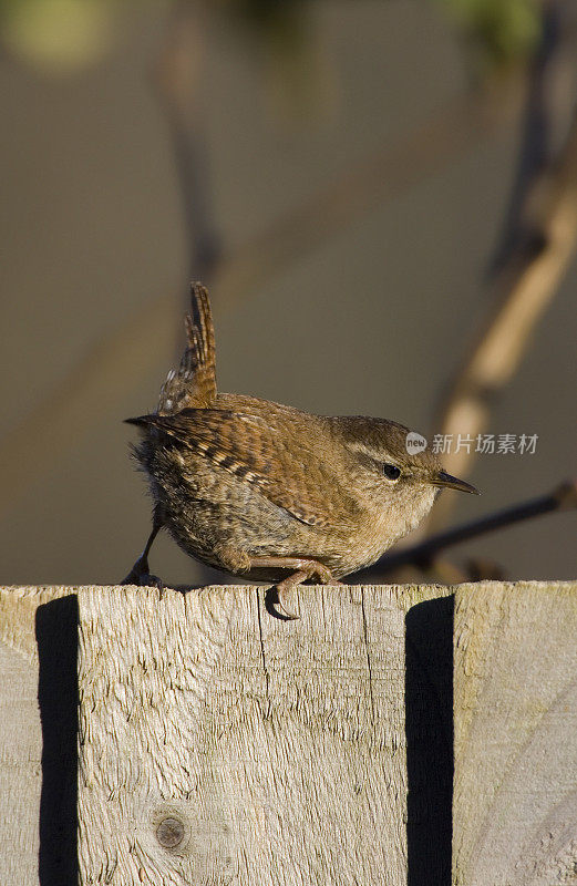 雷恩(Troglodytes)