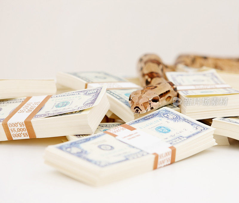 一条蟒蛇被放在一捆美元上的特写