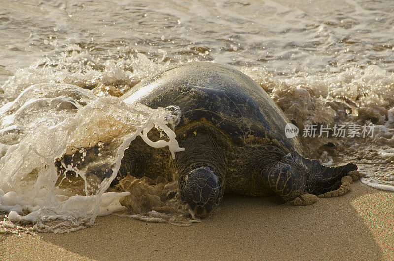 浪中的乌龟