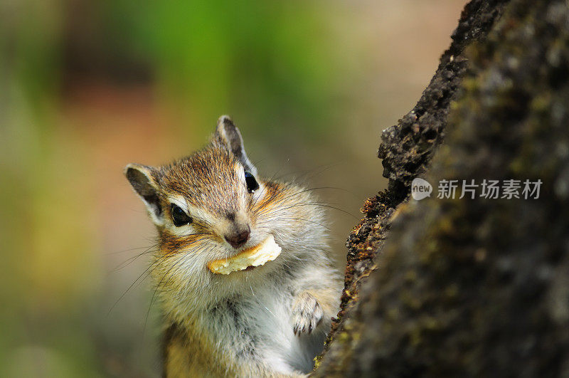 一个可爱的花栗鼠在树桩上的特写