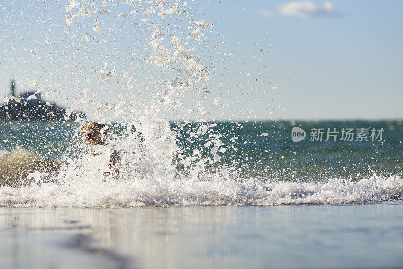 狗在海滩上奔跑，玩海浪