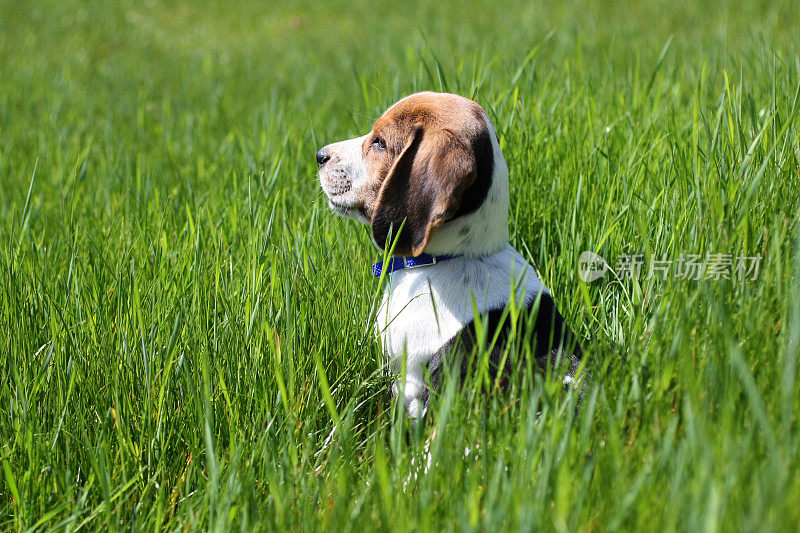 小猎犬小狗