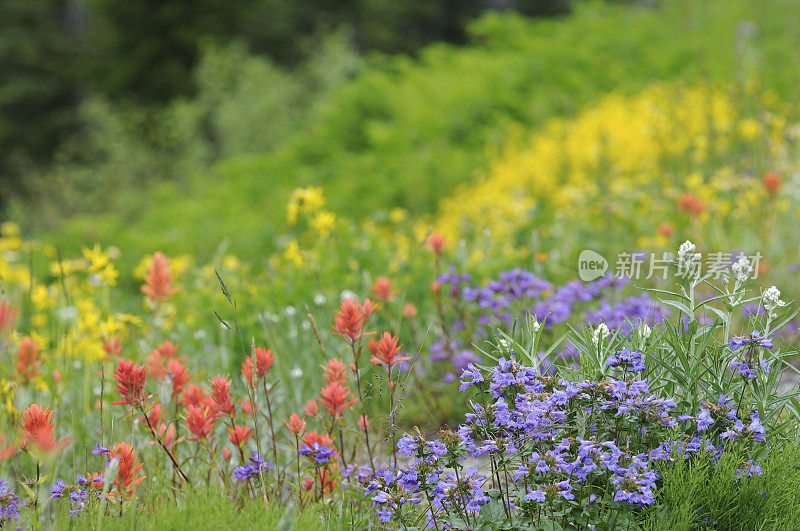 五颜六色的花在山雷尼尔NP