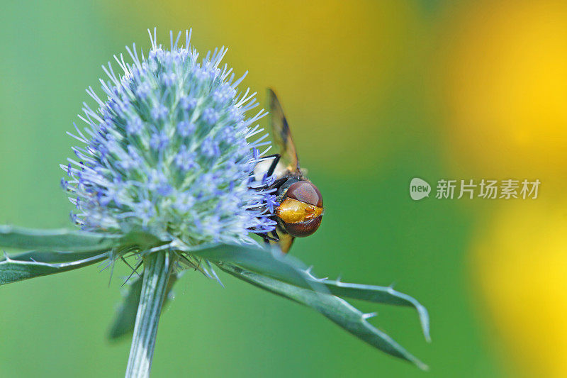 食蚜蝇