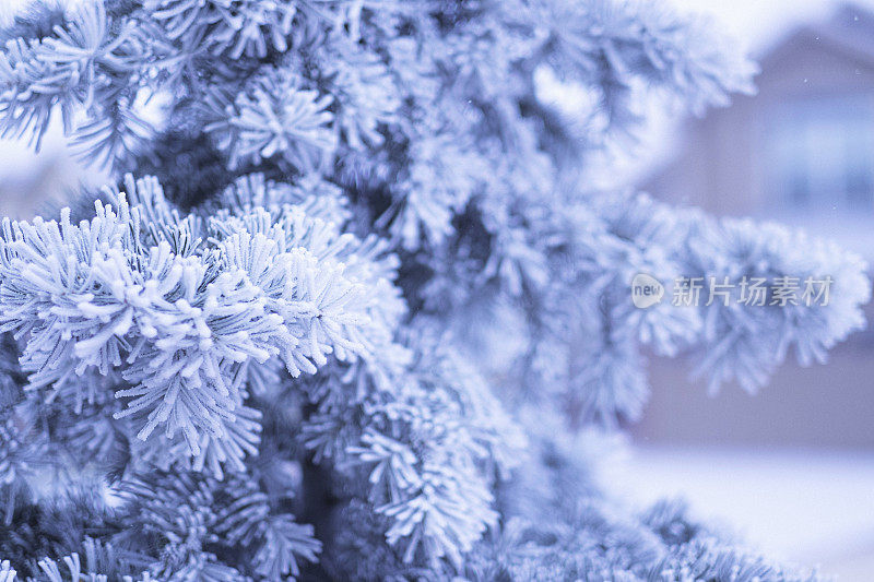 第一个冬天降雪。冻雪树枝