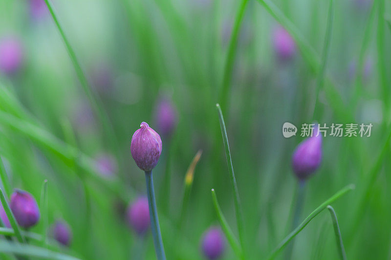 花园里的大葱植物