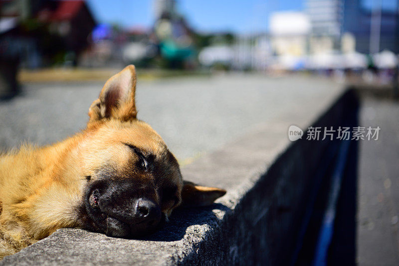 流浪狗总能找到睡觉的地方