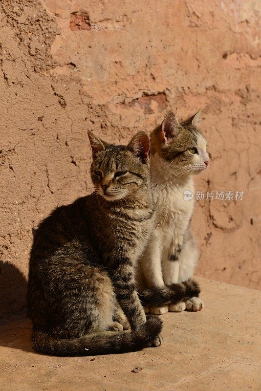 猫，马拉喀什，摩洛哥，非洲。