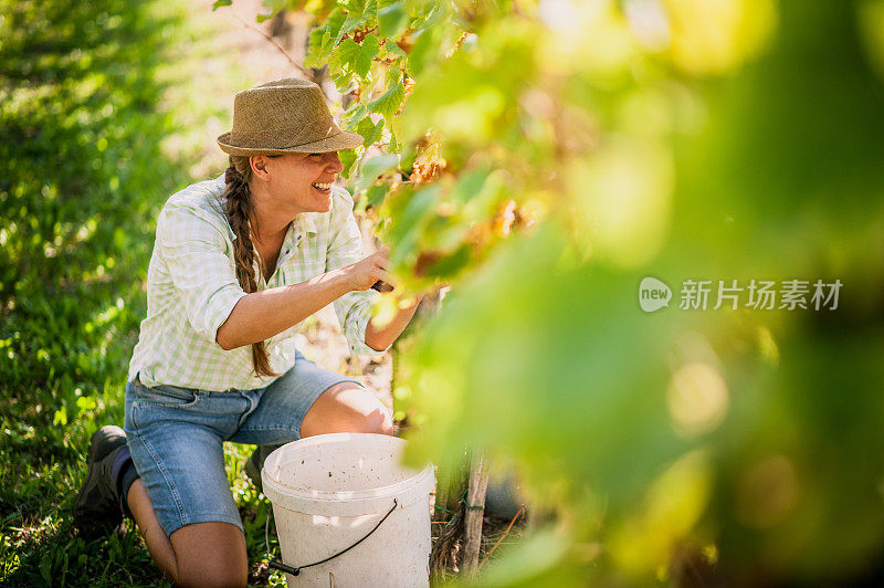 女人收获葡萄