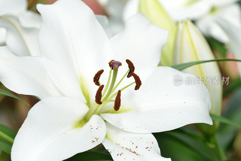 白色情人节莉莉