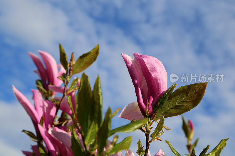 郁金香树(木兰soulangeana)粉红色的花