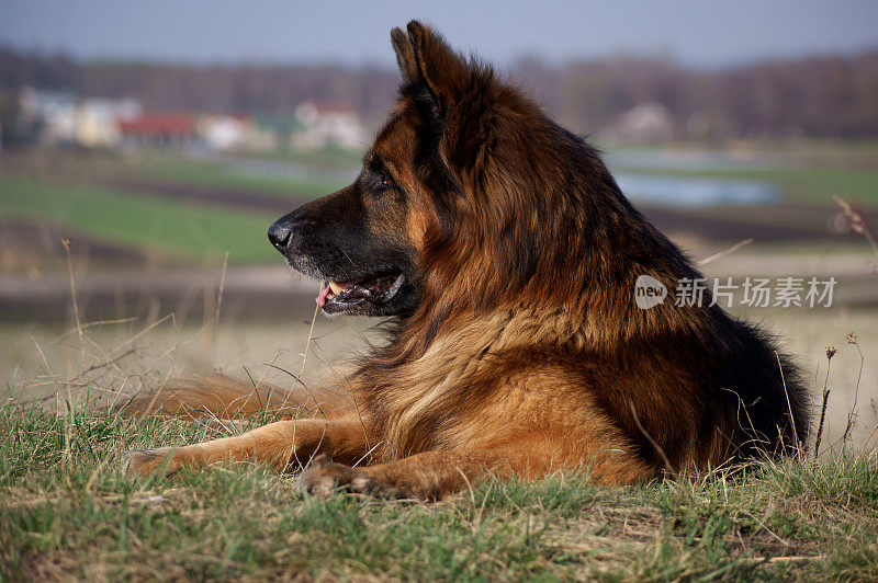 德国牧羊犬