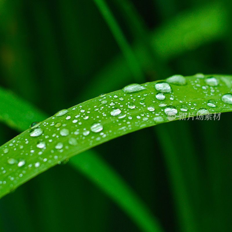 小雨打在叶