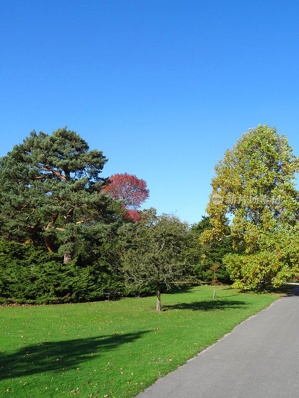 公园里秋日的树木，青草，小路，木兰，橡树，苏格兰松