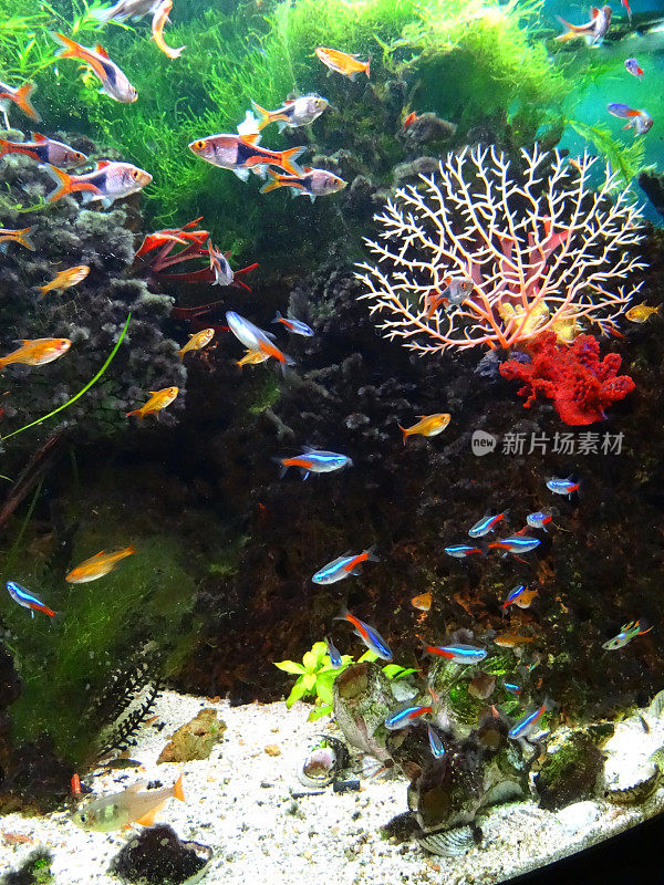 景观淡水热带水族馆鱼缸，霓虹灯，孔雀鱼，小丑拉斯博拉，余烬