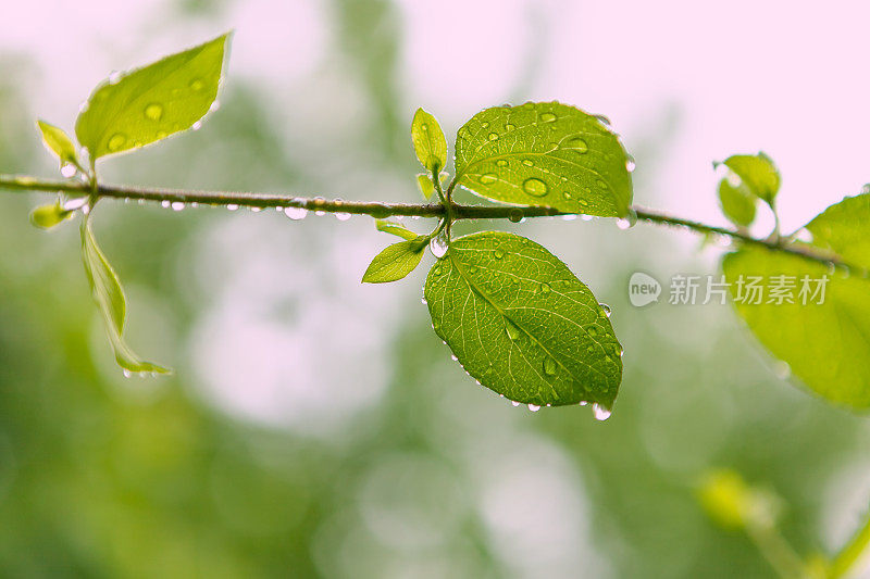 大自然的背景――春雨中的湿叶