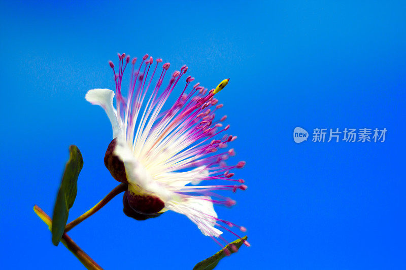 野生地中海刺山柑花，蓝天背景