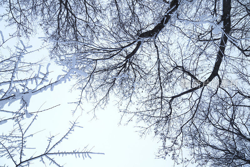雪明尼苏达冬天-树顶
