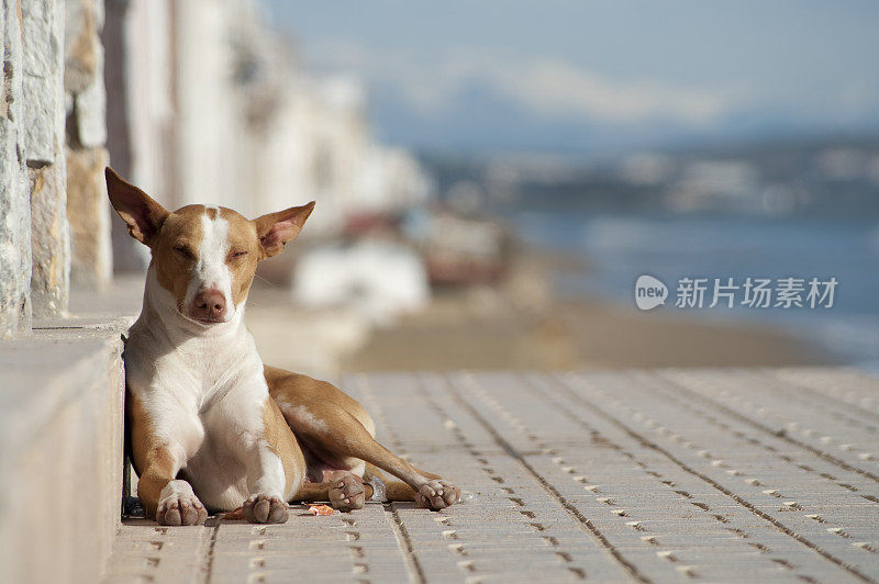 流浪狗在海滩边享受冬天的阳光