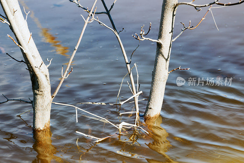 早春洪水中，杨树在水下