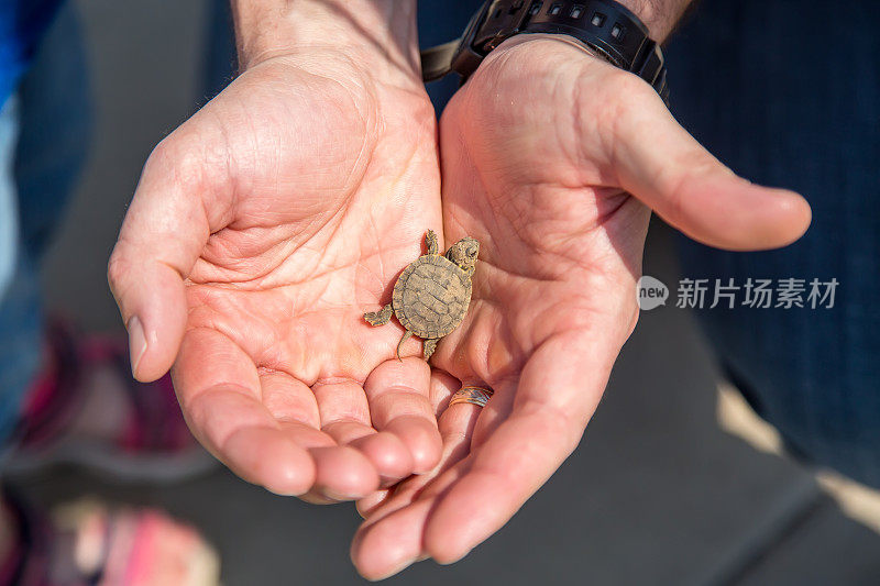 男人的手牵着小乌龟