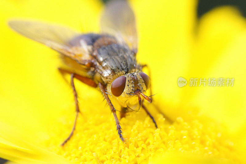 飞上染色甘菊吧