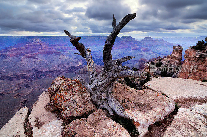 风景与干燥的树在大峡谷，亚利桑那州，美国