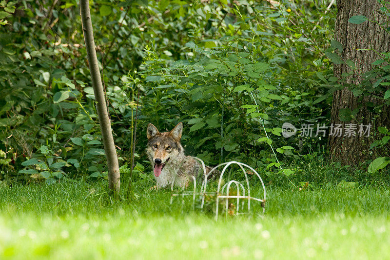 狼在休息