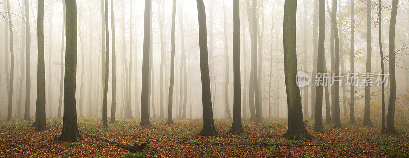 秋天森林老山毛榉树在雨和雾