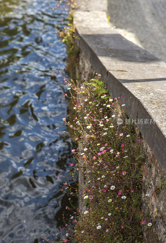 比利时布鲁日水渠边的野花