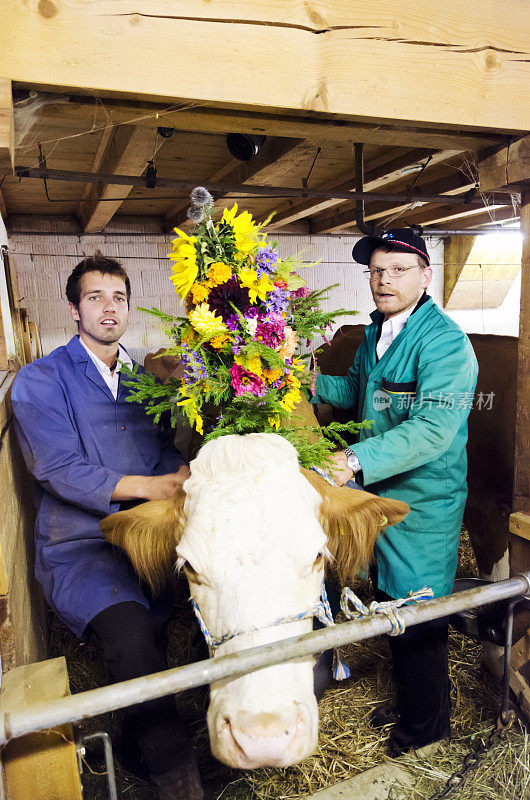 两个瑞士农民牵着一头西门塔尔牛