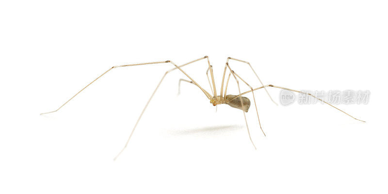 爸爸长腿蜘蛛(phalangioides)的侧面