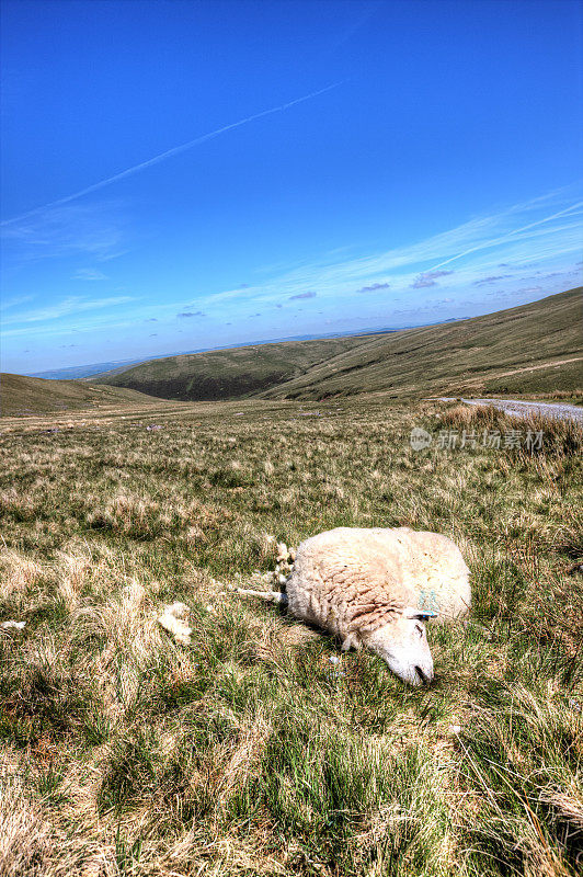 在长满草的山坡上的羊尸体