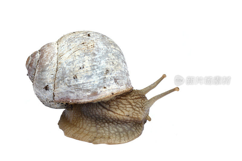 可食用的蜗牛孤立在白色