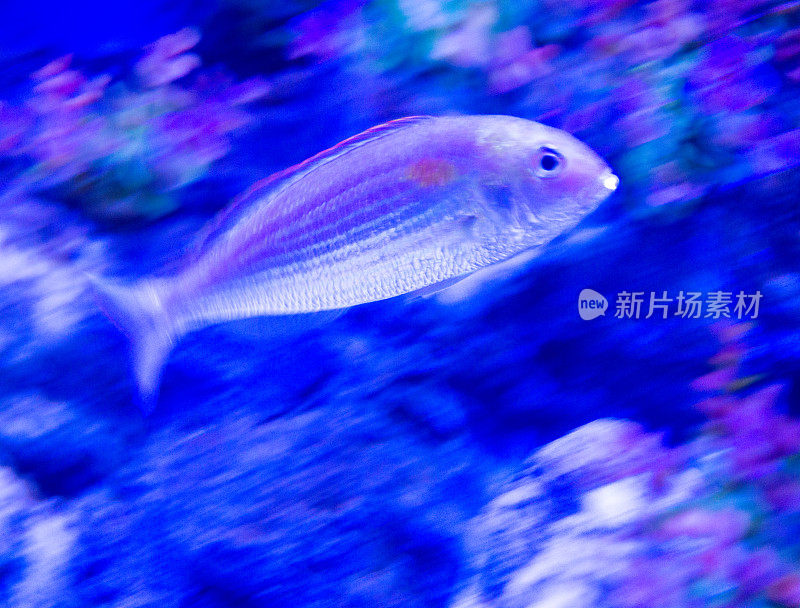 鱼在水族馆