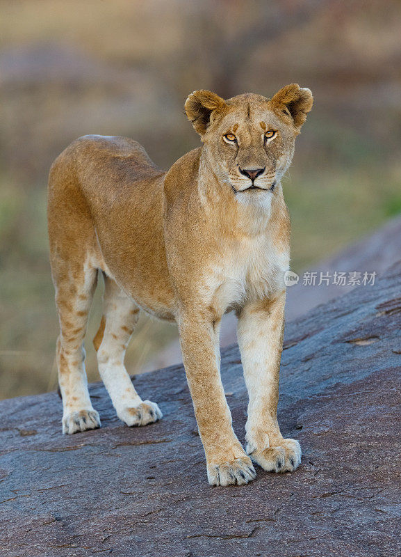 非洲坦桑尼亚塞伦盖蒂国家公园的雌狮子