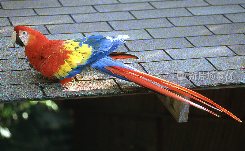 洪都拉斯罗阿坦湾群岛屋顶上五颜六色的金刚鹦鹉
