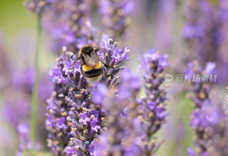 紫色的薰衣草花和大黄蜂采集花粉的图像