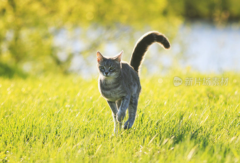 甜美的虎斑猫在阳光明媚的夏天在绿色的草地上奔跑