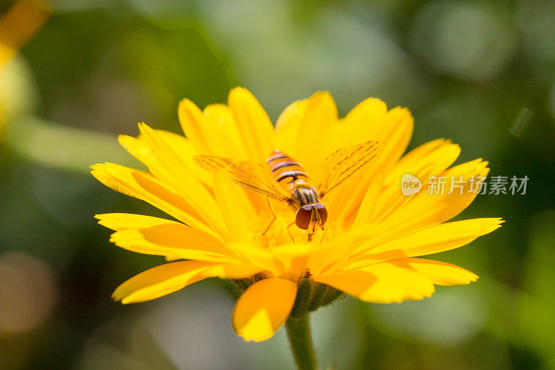一个毛茸茸的大黄蜂在黄色的花在一个木制的背景特写