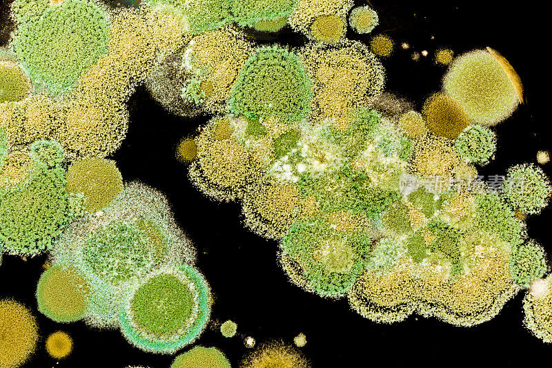 绿色的霉菌生长在黑色的背景上