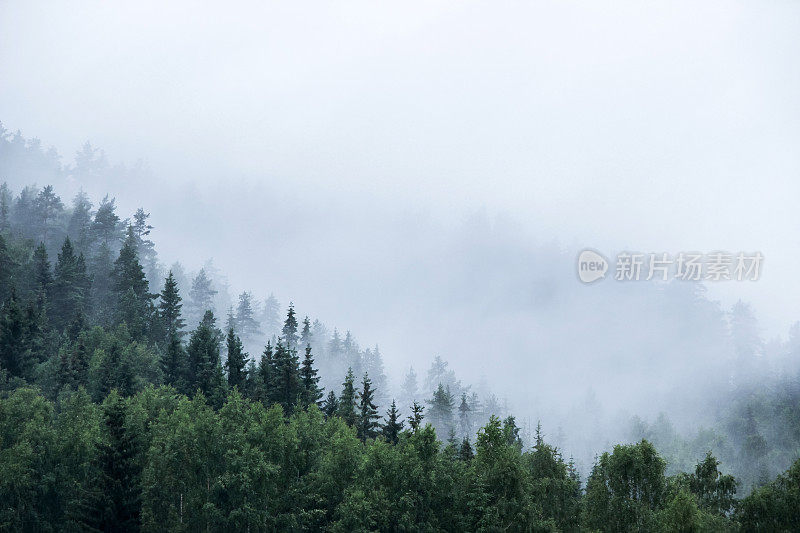 山上的松树在雾中