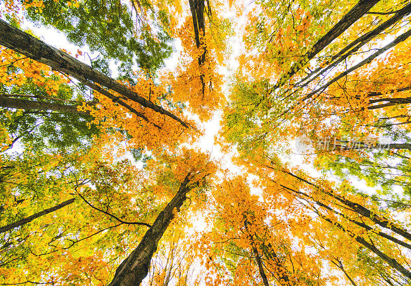 秋天的树低角度在新英格兰的观点