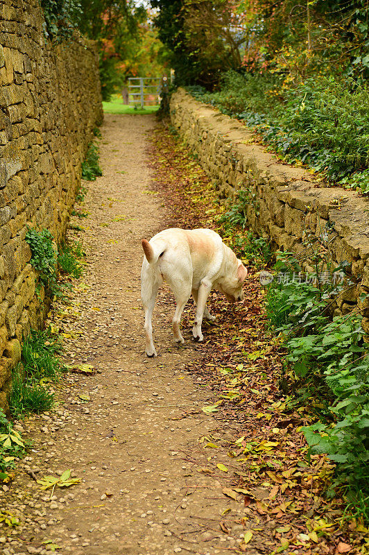 英国徒步旅行路上的拉布拉多寻回犬