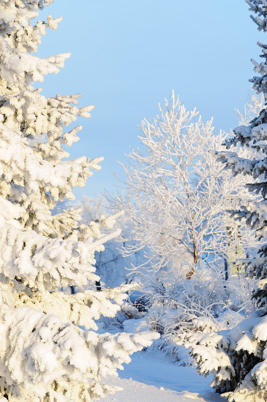 冬天的景色——白雪覆盖的树木