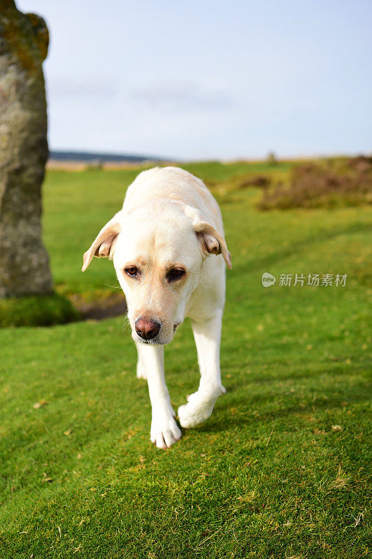 德文郡拉布拉多寻回犬