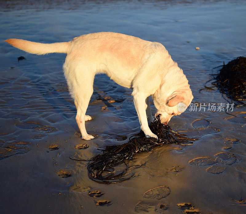 康沃尔的拉布拉多寻回犬