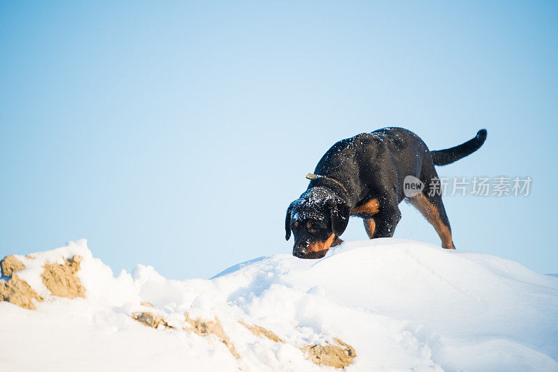 罗威纳犬在冬天的雪地里