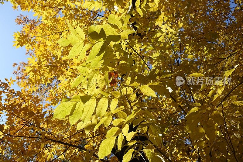 秋天红色白蜡树的琥珀黄色叶子